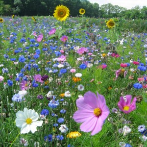BBKA Bees Annual Mini Meadow Seed Mix.jpg